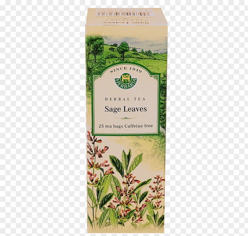 Salvia Officinalis Herbal Tea Herbalism Tincture Homeopathy PNG