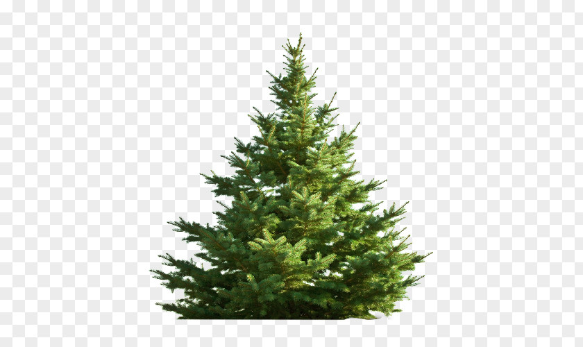 Tree Nordmann Fir Christmas Pine PNG