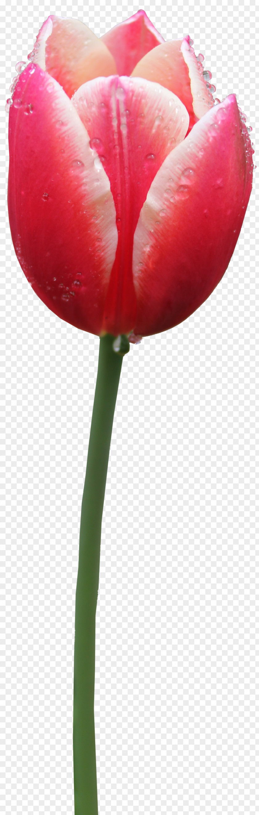 Tulip Free Image PNG