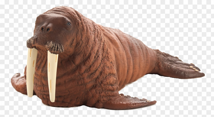 Walrus Dutch Warmblood Mustang Thoroughbred Elephant Seal PNG