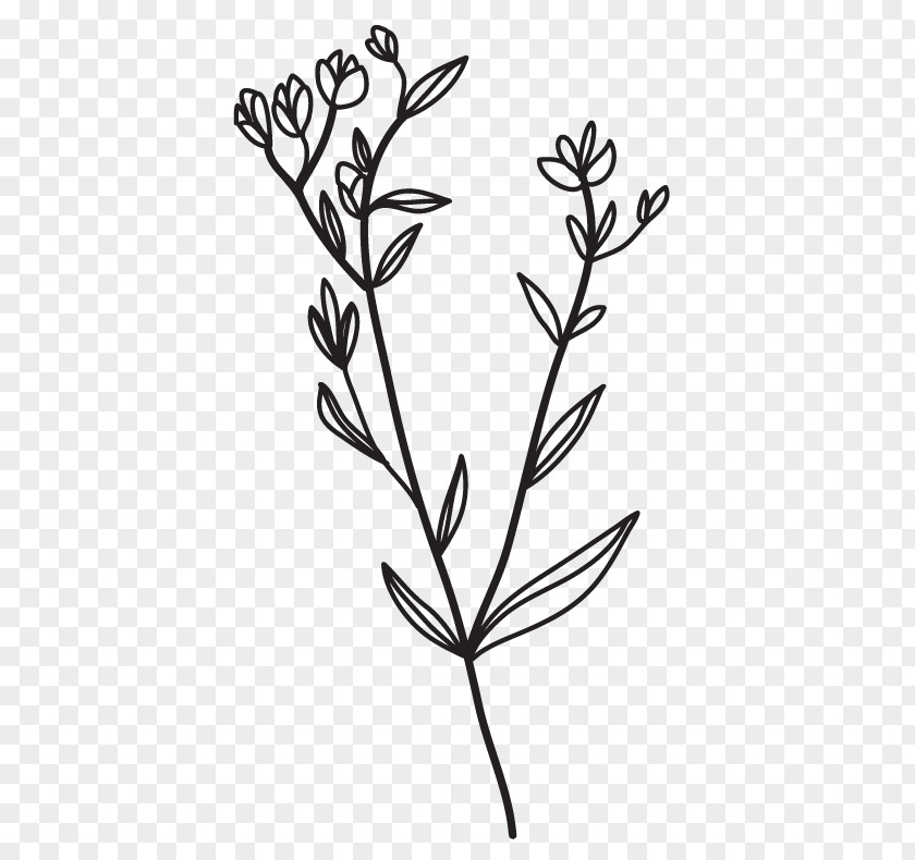 Course Math Twig Clip Art Plant Stem Leaf Line PNG