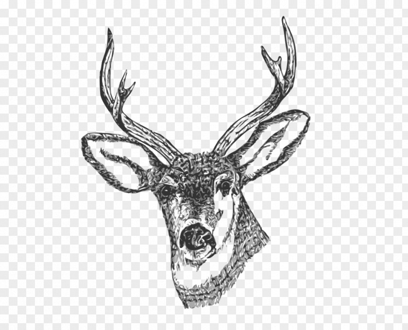 Deer White-tailed Drawing Clip Art PNG