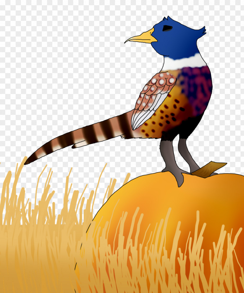 Pheasant Beak Galliformes Clip Art PNG