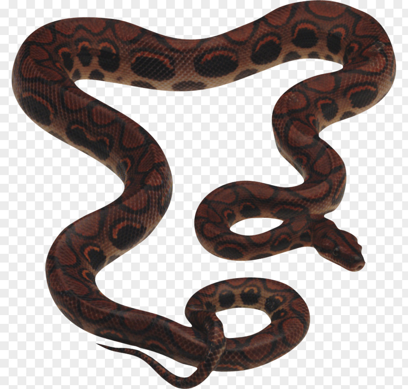 Serpiente Snake King Cobra Clip Art PNG