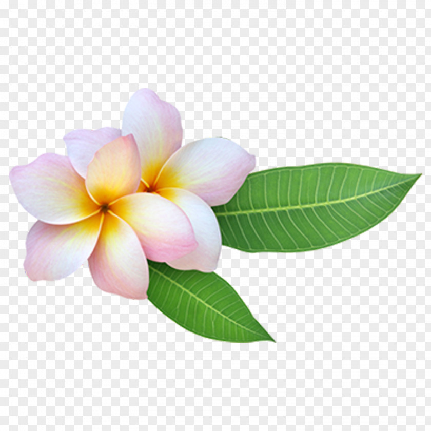 Stock.xchng Stock Photography Image Red Frangipani Flower PNG