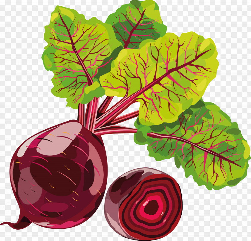 Beet Sugar Vegetable Beetroot Radish PNG