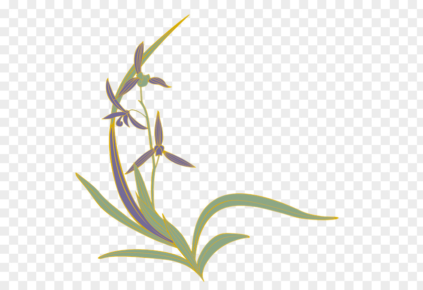 Flower Four Gentlemen Slipper Orchids Moth PNG