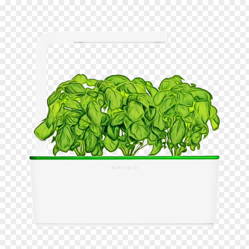 Food Leaf Vegetable Green Grass Background PNG