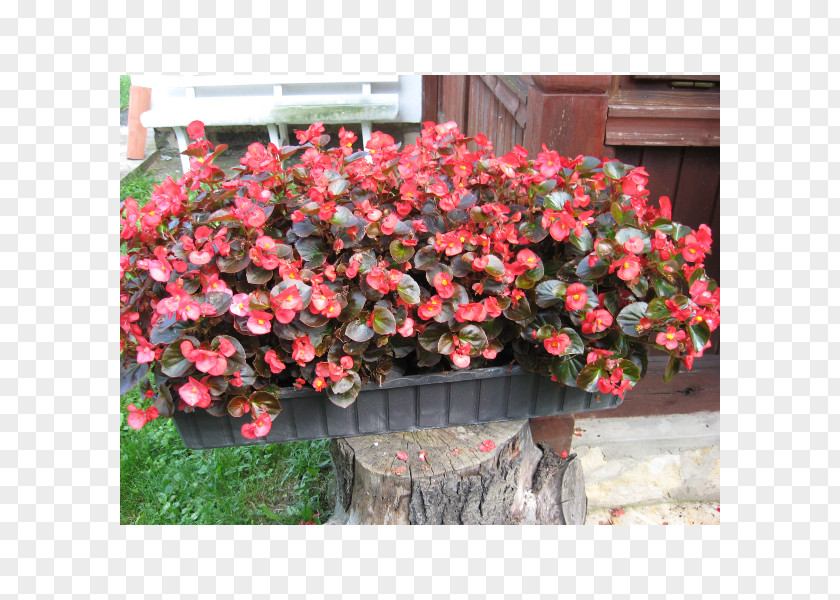 Plant Wax Begonia Annual Ornamental Shrub PNG