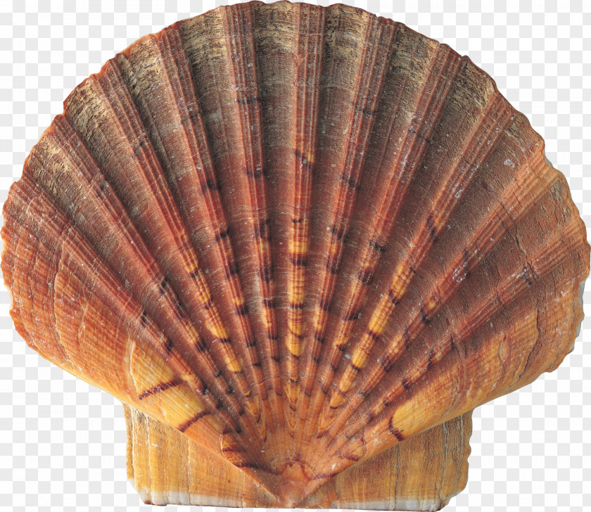 Seashells Seashell Conch Nature PNG