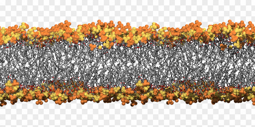 Cell Membrane Biological Bacteria University Of Queensland Simulation PNG