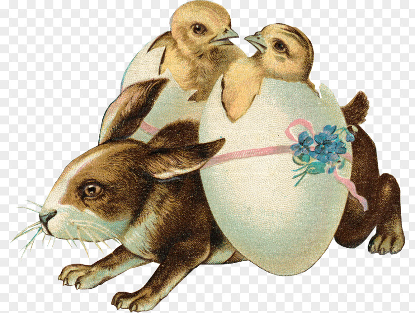 Easter Bunny Domestic Rabbit Postcard Happy Easter! PNG