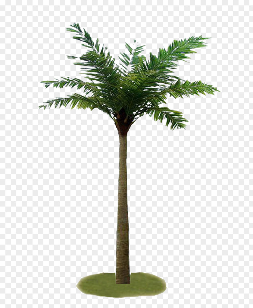 Green Pine Tree Palm Trees Coconut Plants MINI PNG