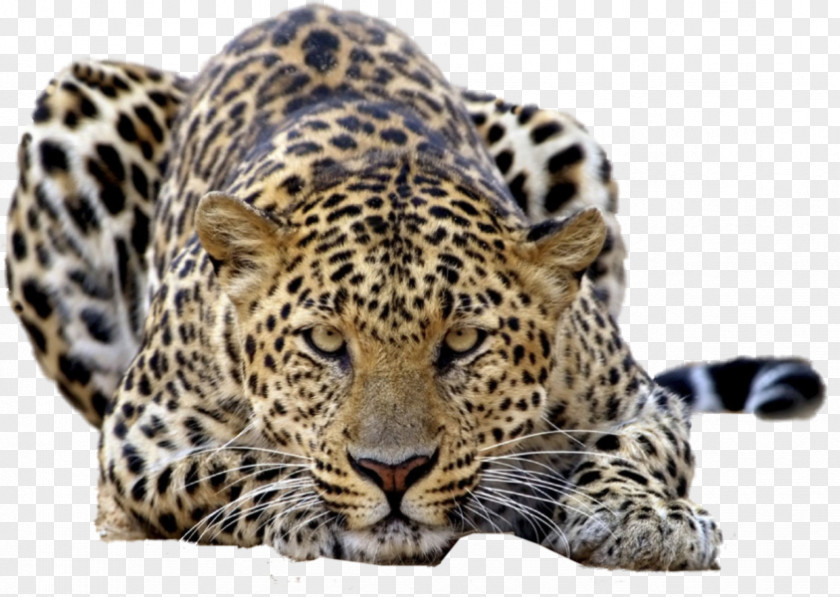 Leopards Leopard Tiger Felidae Desktop Wallpaper High-definition Television PNG