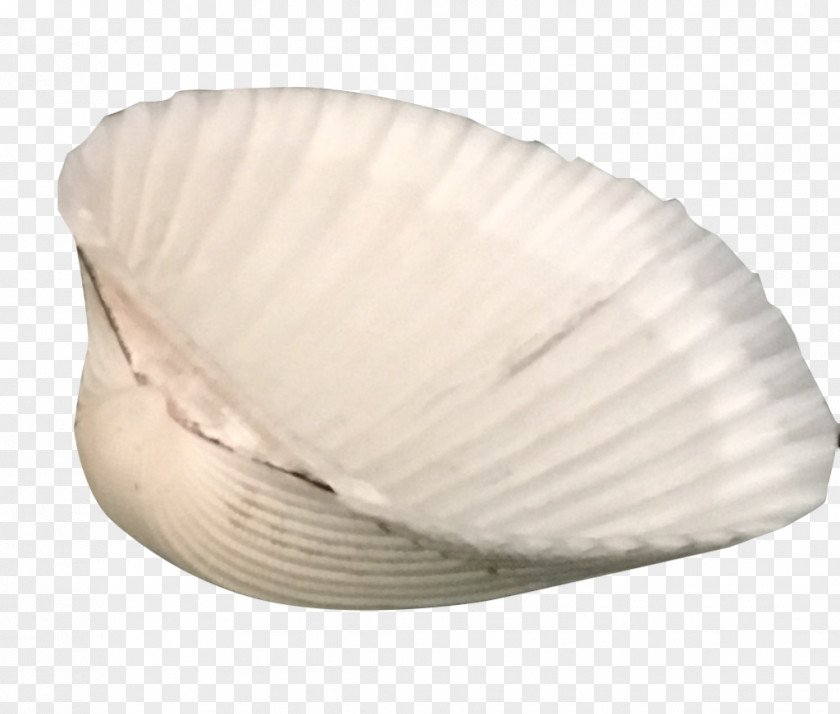 Monstera Clam Cockle Mussel Oyster Seashell PNG