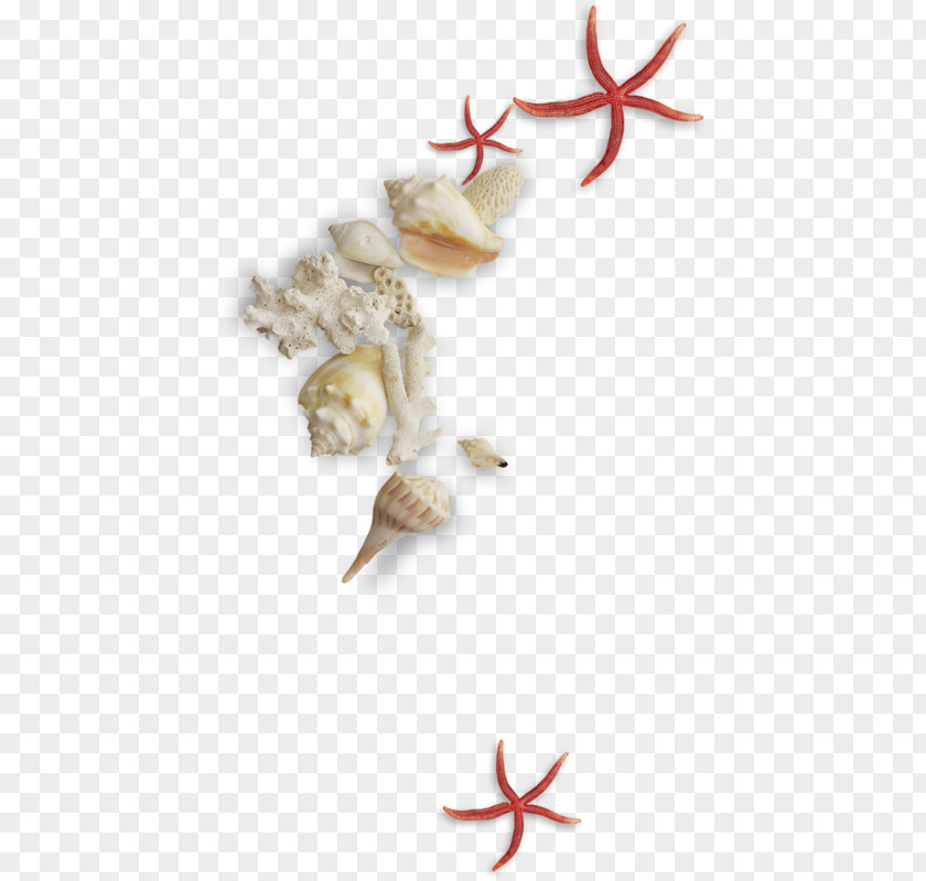 Shells And Conch Seashell Mollusc Shell PNG