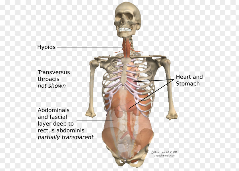 Abdomen Anatomy Shoulder Homo Sapiens Skeleton Figurine Hip PNG