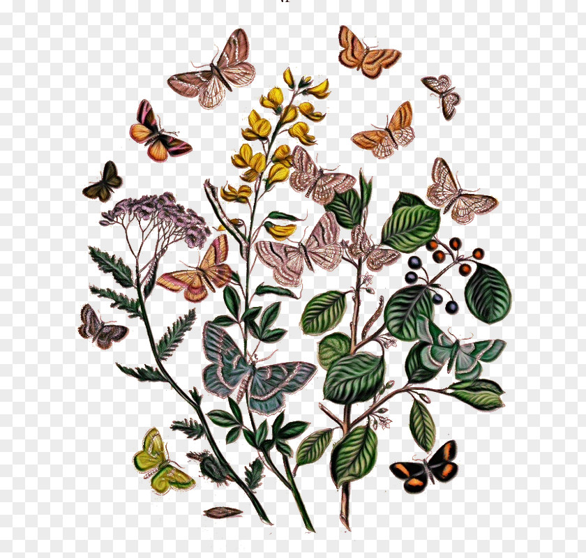 Butterfly Moths And Butterflies Flower Insect Plant PNG