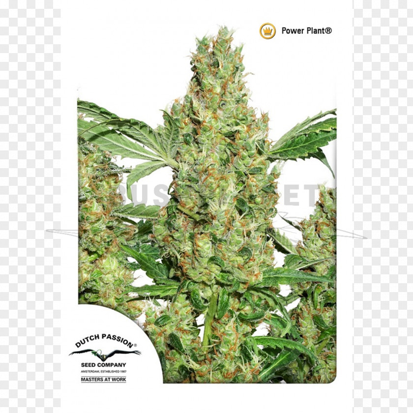 Cannabis Sativa Seed Plant Medical PNG