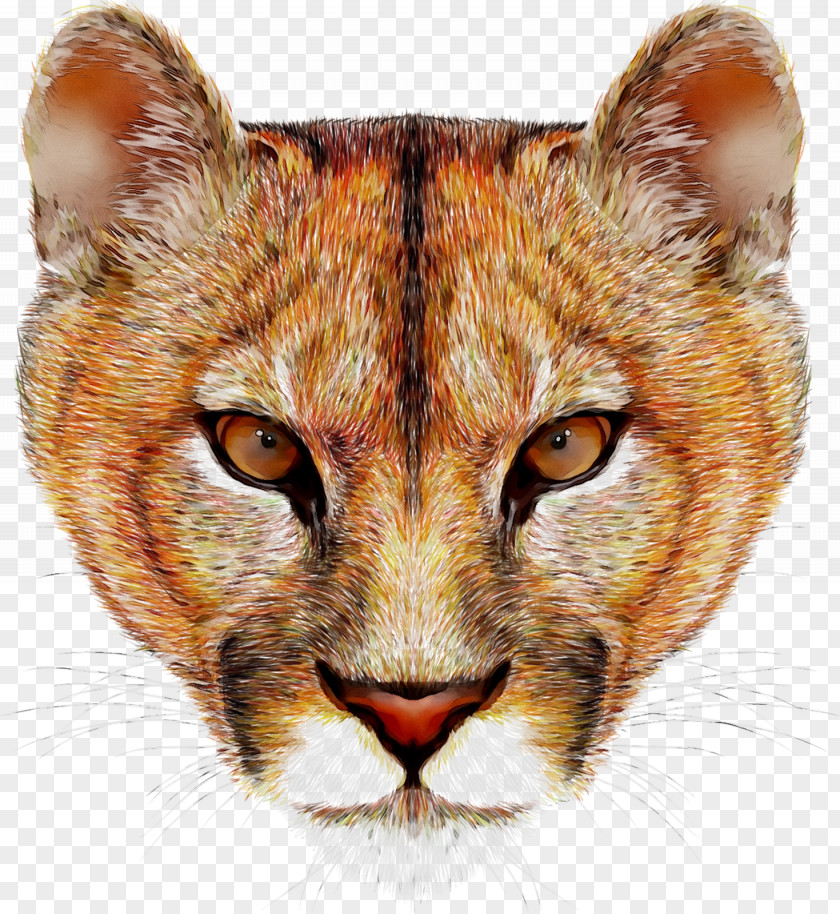 Cougar Lion Felidae Vector Graphics Stock Photography PNG