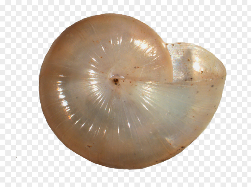 Mollusk Glyphyalinia Carolinensis Virginia Nautiluses Carnegie Museums Of Pittsburgh PNG
