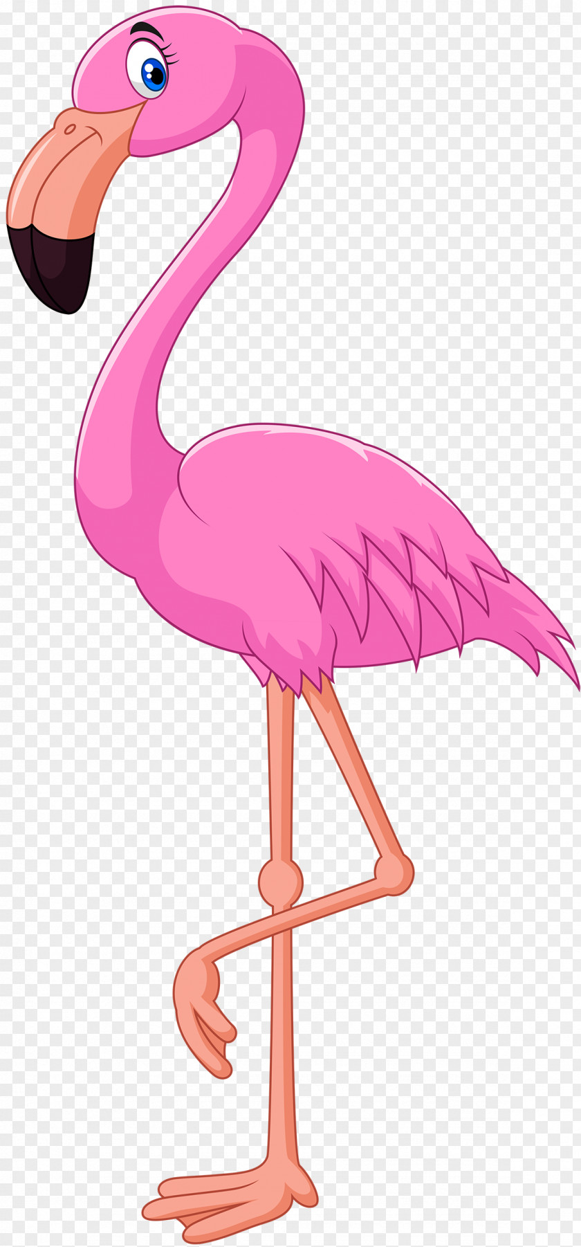Flamingo Cartoon Bird Illustration PNG