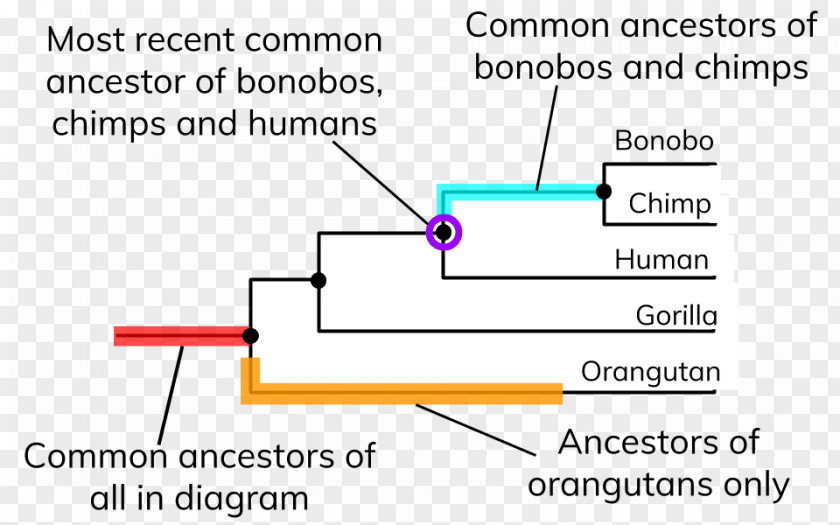 New Latin Human Evolution Phylogenetic Tree Diagram Organism PNG