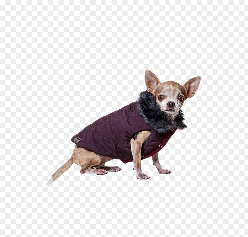 Princess Prince Dog Breed Merino Cashmere Wool Chihuahua PNG