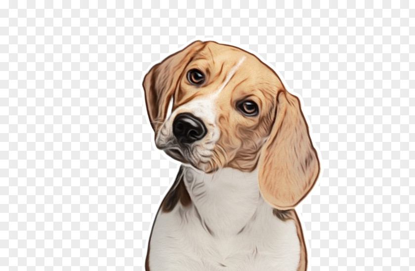 Snout American Foxhound Dog Beagle Companion PNG
