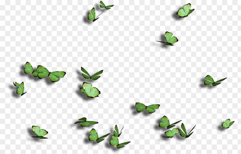 Butterfly Insect PNG