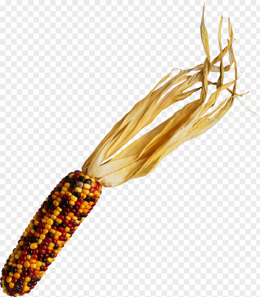 Corn Waxy On The Cob Photography Clip Art PNG