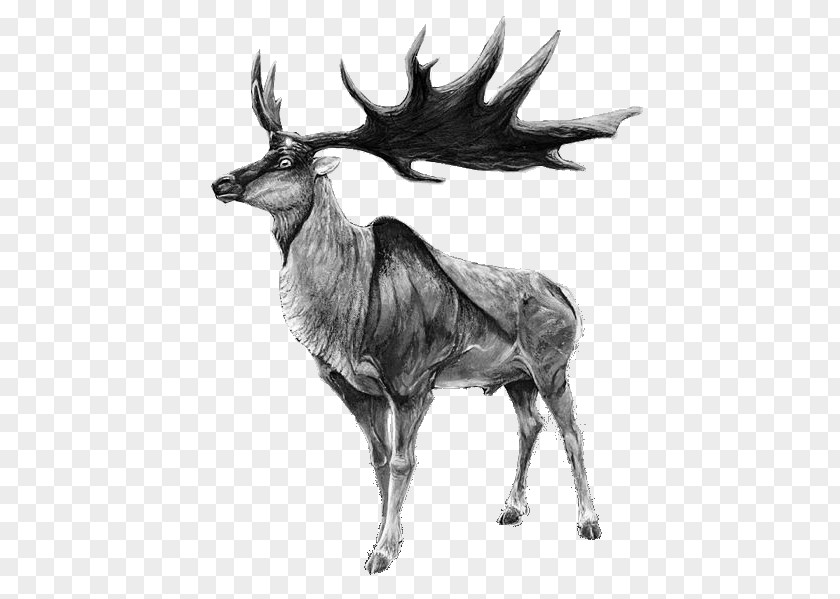 Elk Irish Red Deer Moose Reindeer PNG