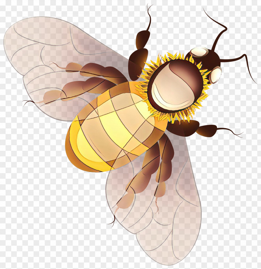 Wasp Pollinator Insect Honeybee Bee Membrane-winged Fly PNG
