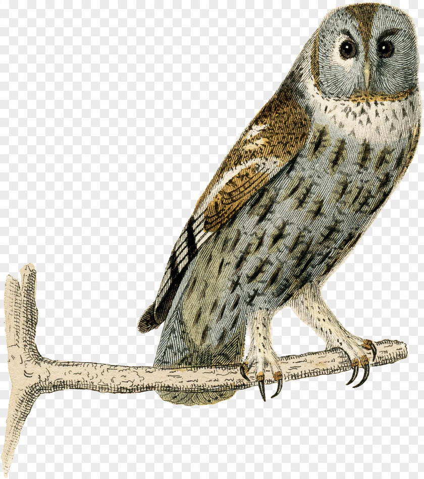 Owl Great Grey Fauna Beak Falcon PNG