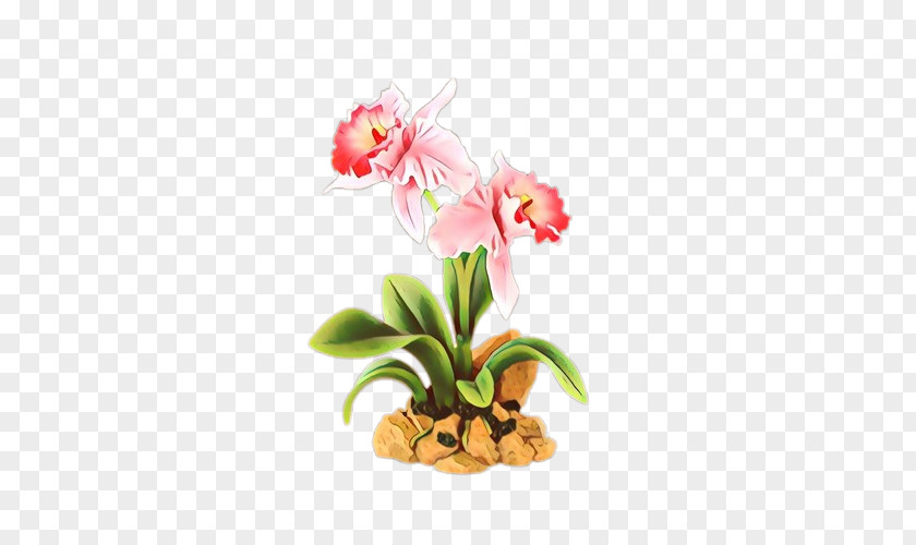 Amaryllis Belladonna Petal Flower Flowering Plant Moth Orchid Pink PNG
