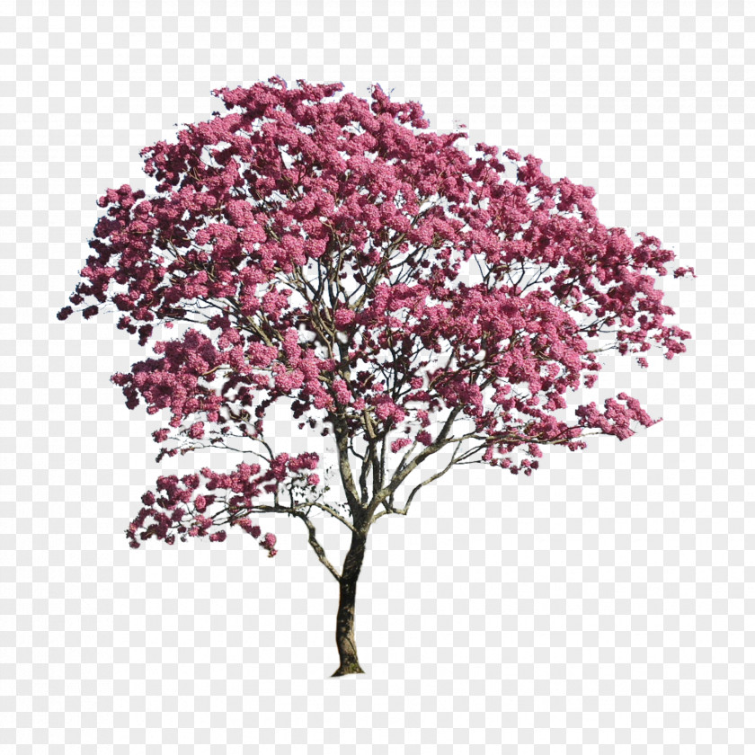 Amur Maple Tree Pink Landscape Architecture Image PNG