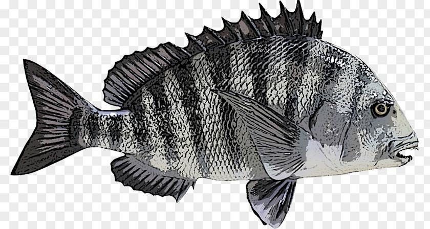 Flying Fish Sheepshead Fishing California Sheephead Red Drum PNG