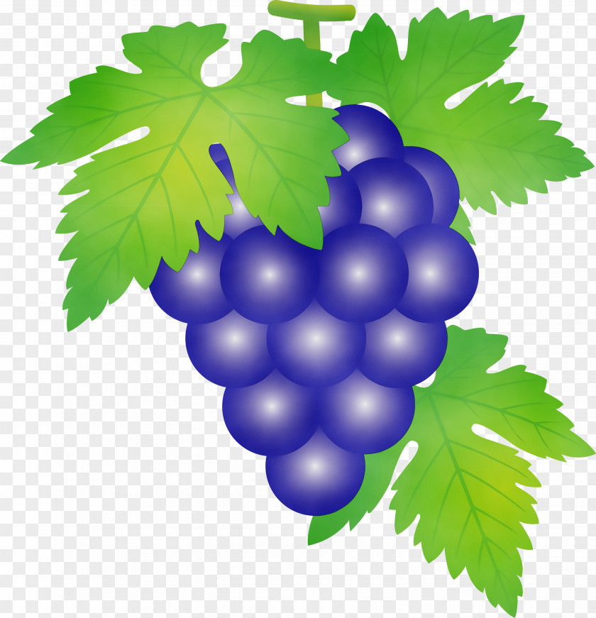 Grape Leaves Seedless Fruit Leaf Grapevine Family PNG