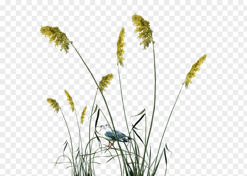 Reed PNG