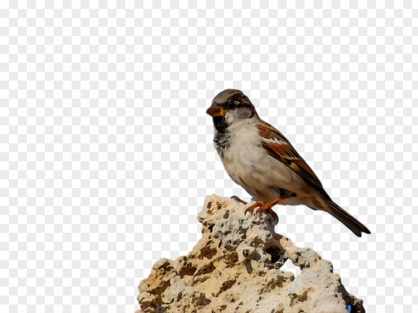 Bird Beak Sparrow House Finch PNG
