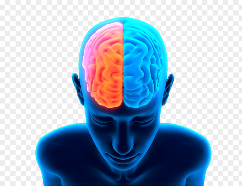 Brain Human Clip Art PNG