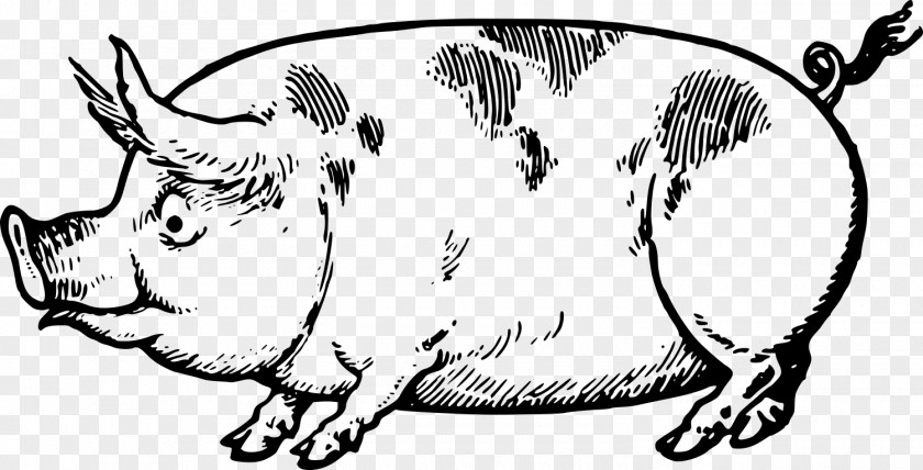 Creative Lace Pig Drawing Made Easy: A Helpful Book For Young Artists; The Way To Begin And Finish Your Sketches Clearly Shown Step By Line Art Clip PNG
