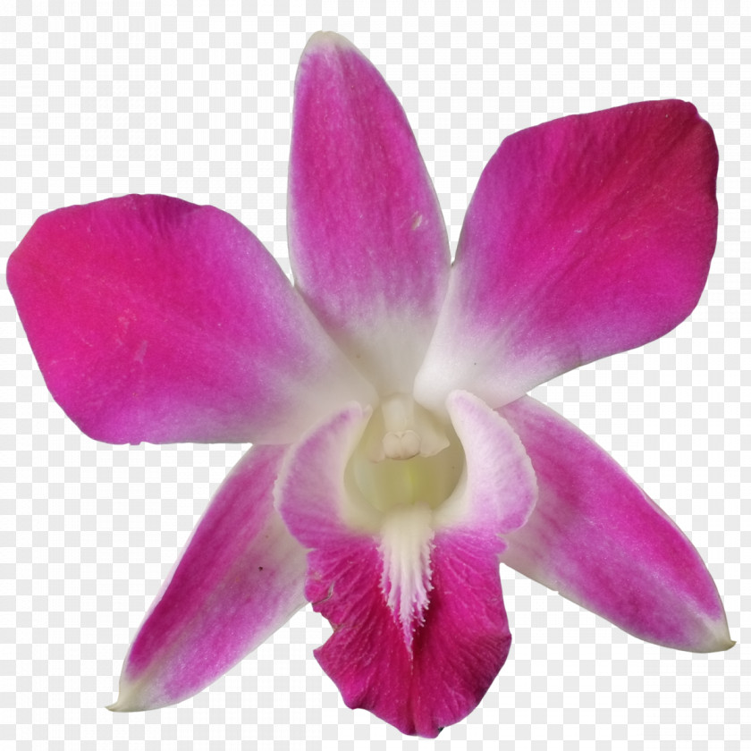 Crimson Cattleya Pigeon Orchid Orchids Flowering Plant Dendrobium Farmeri PNG
