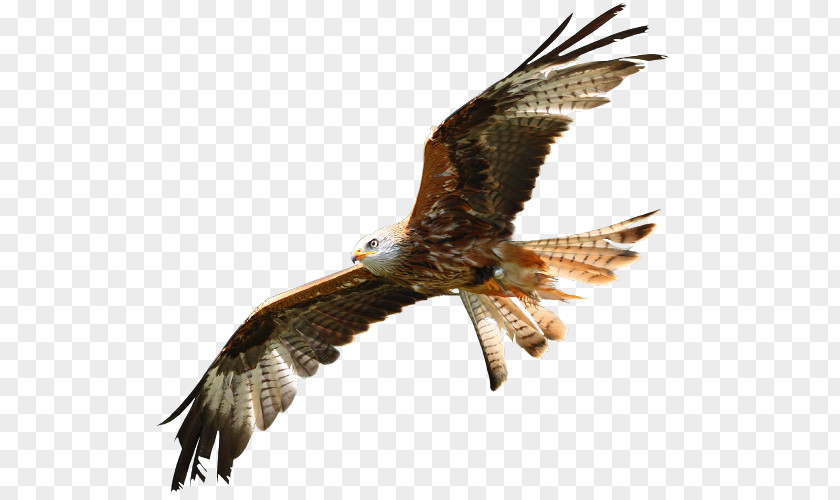 Eagle Bald Buzzard Hawk Beak PNG