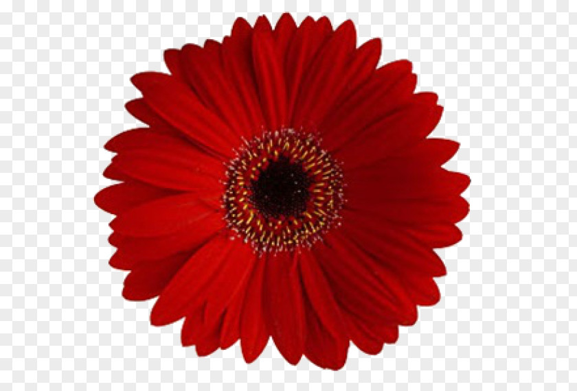 Flower Transvaal Daisy Common Red Family PNG