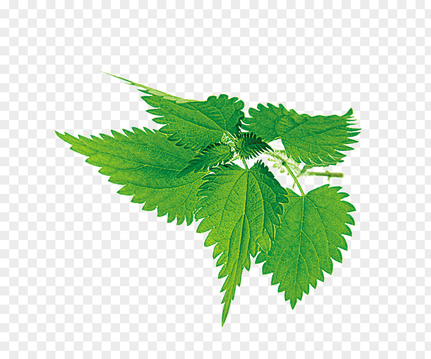 Green Leaves Decorative Pattern Leaf Download PNG