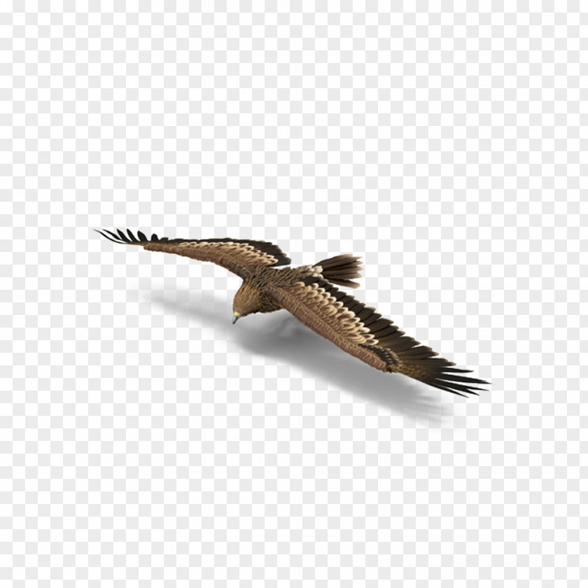 Imperial Eagle Steering Download PNG