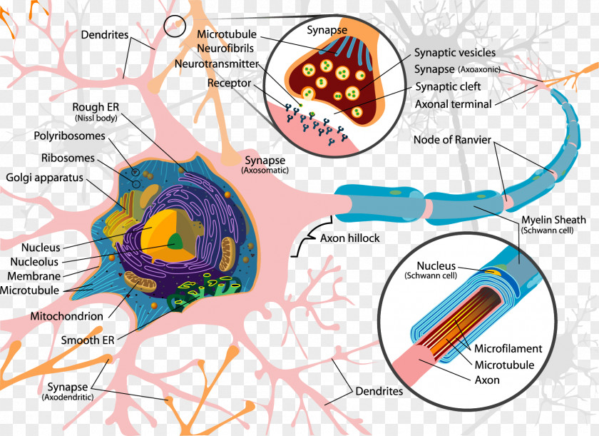 Neuron Soma Cell Dendrite Nervous System PNG
