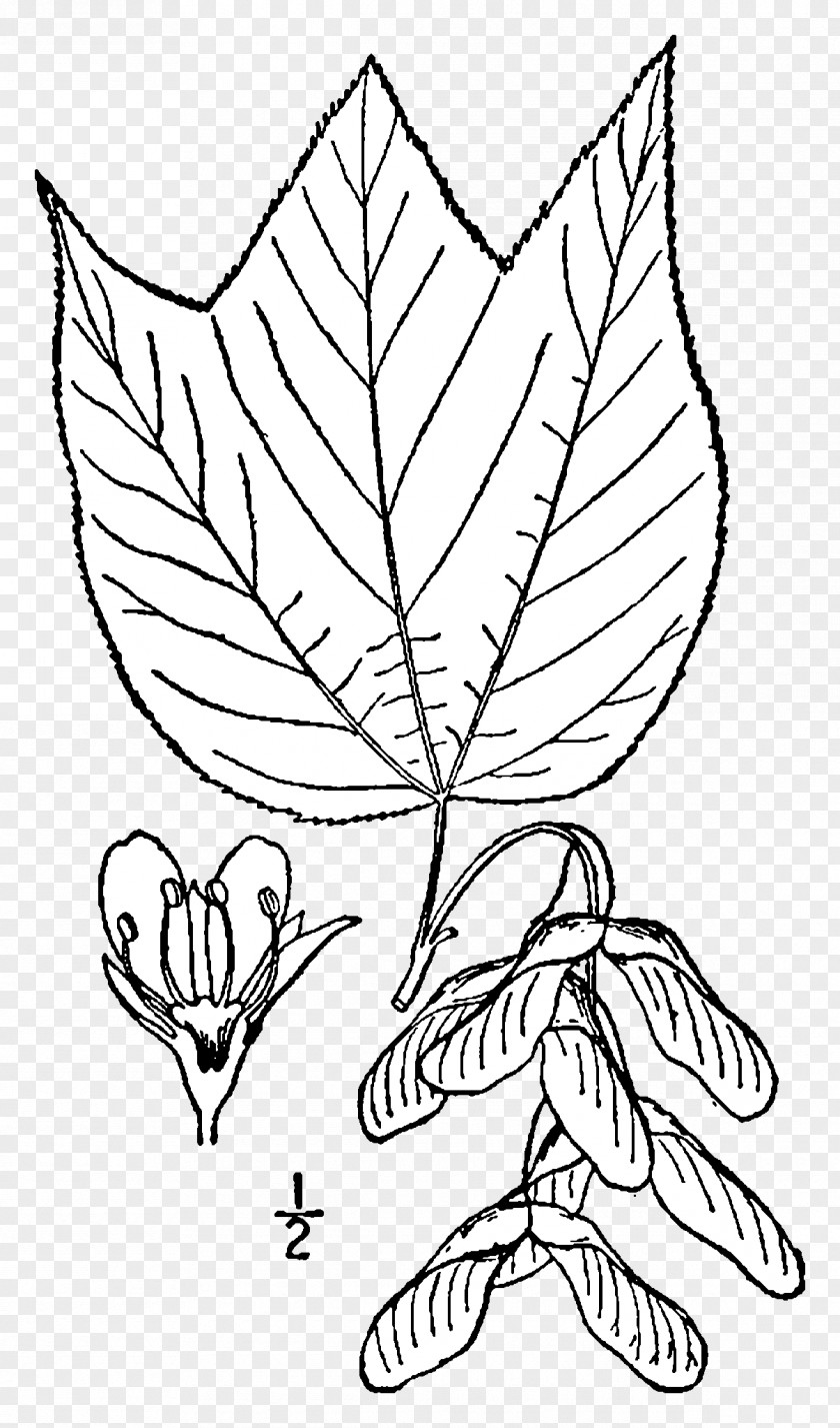 Tree Acer Pensylvanicum Red Maple Species Ginnala PNG