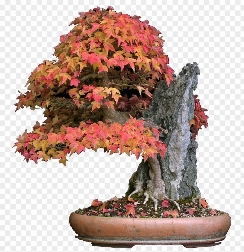 Bonsai Acer Buergerianum Japanese Maple Red Tree PNG